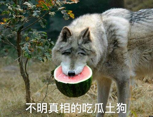 吃瓜狼落日之城,一场奇幻冒险之旅