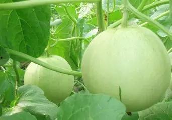 吃瓜湘湘,揭秘网红美食背后的故事