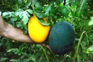 瓜娃子是指吃瓜群众吗,揭秘“吃瓜群众”的由来与内涵