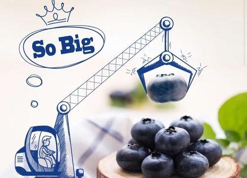 王蓝莓吃瓜,揭秘娱乐圈幕后真相