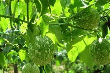 吊瓜是炒着吃吗,炒食新宠，美味与营养并存