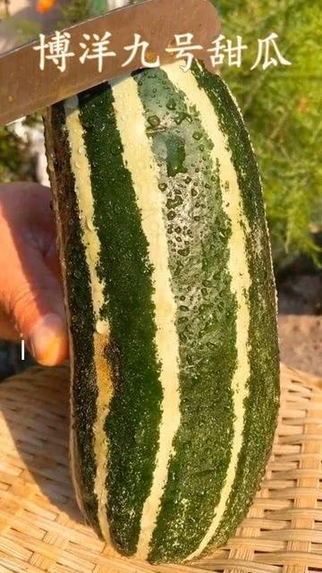 板栗瓜还没熟怎么吃,探索未成熟板栗瓜的多样美味