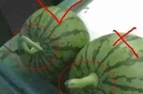 吃瓜都有什么圈,探寻网络热议背后的趣味与真相