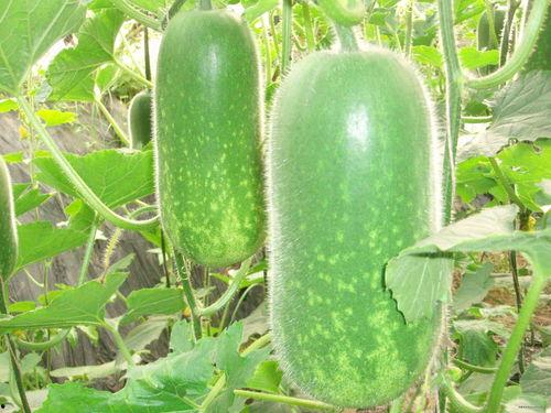 浙农林吃瓜图片,美食瞬间引围观