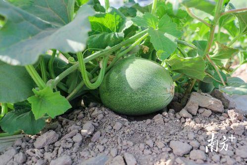 每日吃瓜必吃大瓜下一句,每日吃瓜必吃大瓜，揭秘明星幕后故事